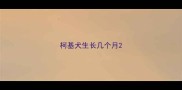 柯基犬生长几个月