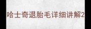 哈士奇退胎毛详细讲解