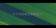 六个月的哈士奇有多大