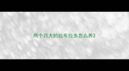 两个月大的拉布拉多怎么养