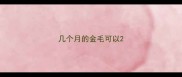 几个月的金毛可以