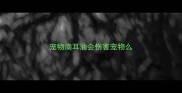 宠物滴耳油会伤害宠物么