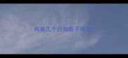柯基几个月狗粮不用泡