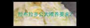 拉布拉多公犬喂养要求
