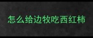怎么给边牧吃西红柿