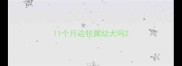 11个月边牧属幼犬吗