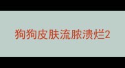 狗狗皮肤流脓溃烂