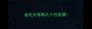 金毛犬母狗几个月发情