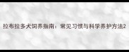 拉布拉多犬饲养指南常见习惯与科学养护方法