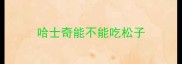 哈士奇能不能吃松子