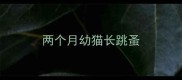 两个月幼猫长跳蚤