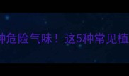 猫咪闻不得的10种危险气味这5种常见植物千万别放家里