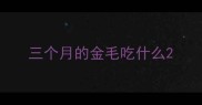 三个月的金毛吃什么