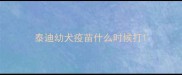 泰迪幼犬疫苗什么时候打
