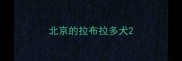 北京的拉布拉多犬