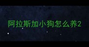 阿拉斯加小狗怎么养