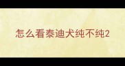 怎么看泰迪犬纯不纯