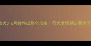 博美幼犬3-6月龄性成熟全攻略母犬发情期必看饲养指南