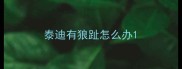 泰迪有狼趾怎么办
