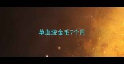 单血统金毛7个月