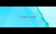 金毛呕吐怎么处理