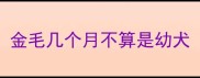 金毛几个月不算是幼犬