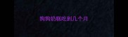 狗狗奶糕吃到几个月