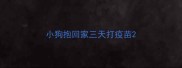 小狗抱回家三天打疫苗