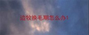 边牧换毛期怎么办