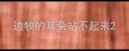 边牧的耳朵站不起来