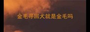 金毛寻回犬就是金毛吗