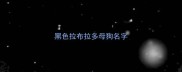 黑色拉布拉多母狗名字