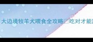 边牧幼犬必看3个月大边境牧羊犬喂食全攻略吃对才能跑出百米飞人姿态