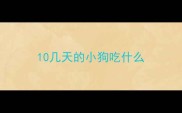10几天的小狗吃什么