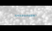 拉布拉多幼犬前腿瘸了