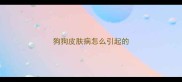 狗狗皮肤病怎么引起的