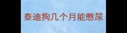 泰迪狗几个月能憋尿