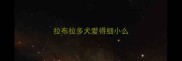 拉布拉多犬爱得细小么