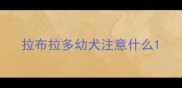 拉布拉多幼犬注意什么