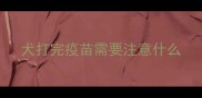 犬打完疫苗需要注意什么