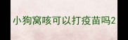 小狗窝咳可以打疫苗吗
