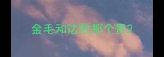 金毛和边牧那个贵