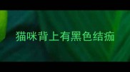 猫咪背上有黑色结痂