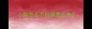 小狗怎么不拉屎怎么办