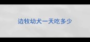 边牧幼犬一天吃多少