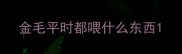 金毛平时都喂什么东西