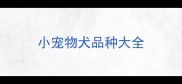 小宠物犬品种大全