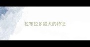 拉布拉多猎犬的特征