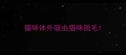 猫咪体外驱虫猫咪脱毛