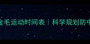 夏天金毛运动时间表科学规划防中暑指南